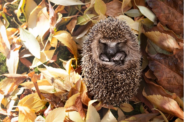 hedgehog hibernation